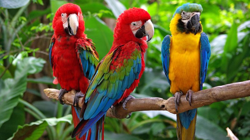 Svetový deň papagájov 🦜 – 31. máj