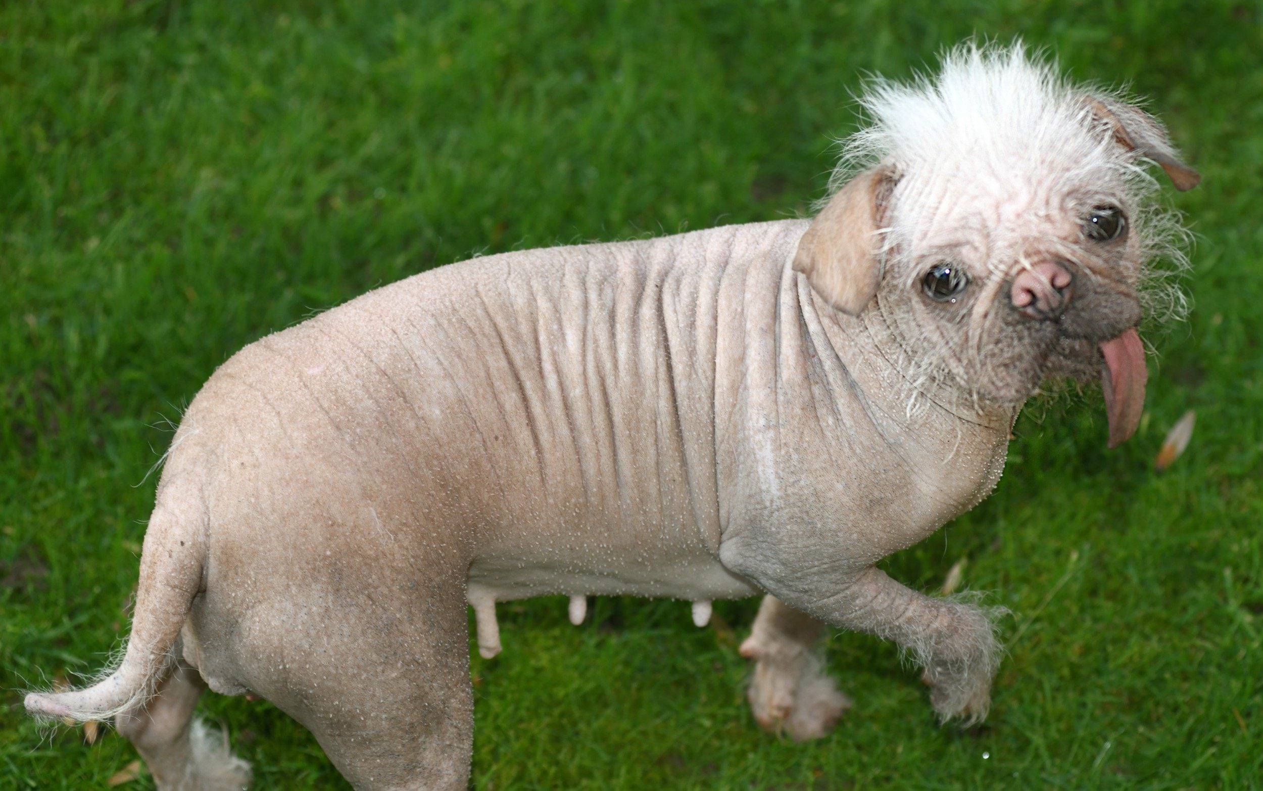 Deň najškaredších psov (20. jún) – oslava jedinečnosti a psieho šarmu 🐶💖