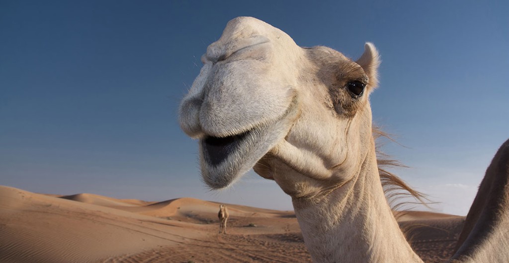 Svetový deň tiav (22. jún) – Oslava púštnych preživších! 🐫🌵